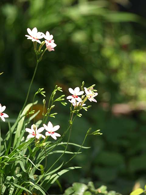 P5097086