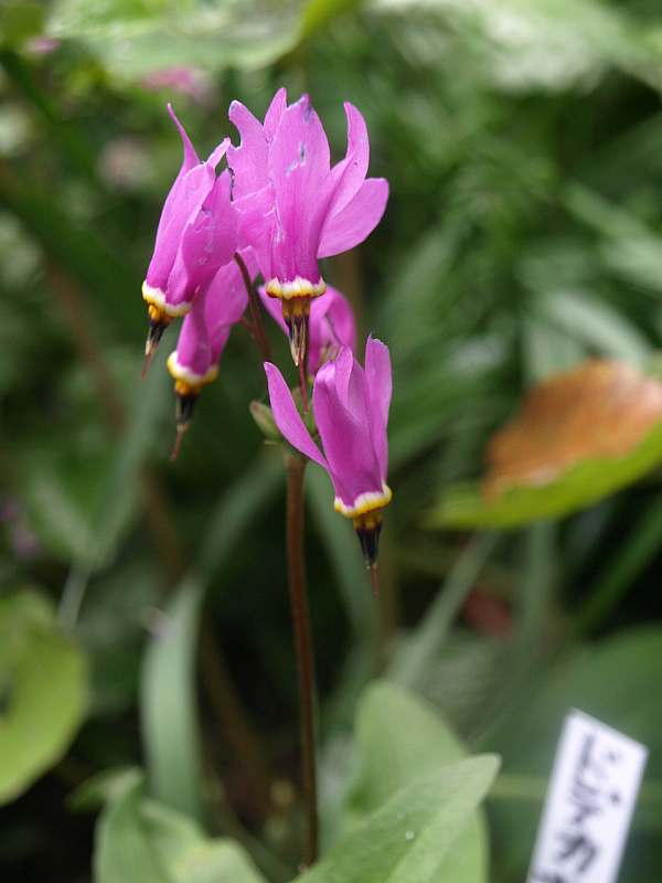 P5056462