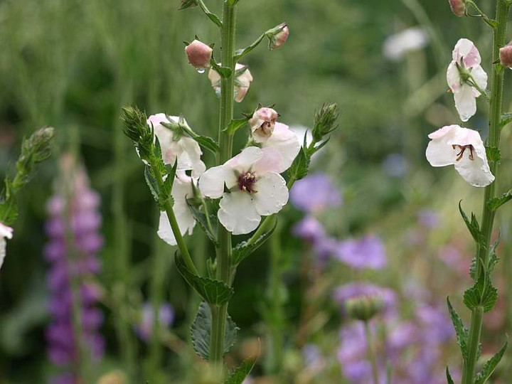P5076594