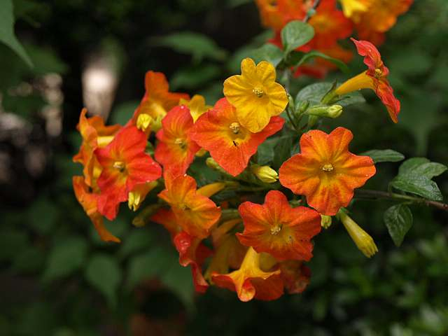 P5228656
