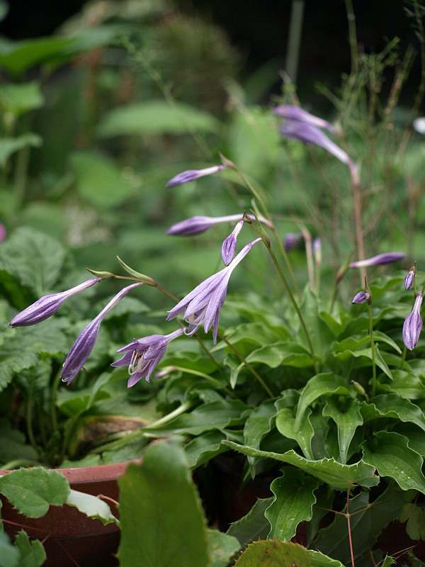 P5299525