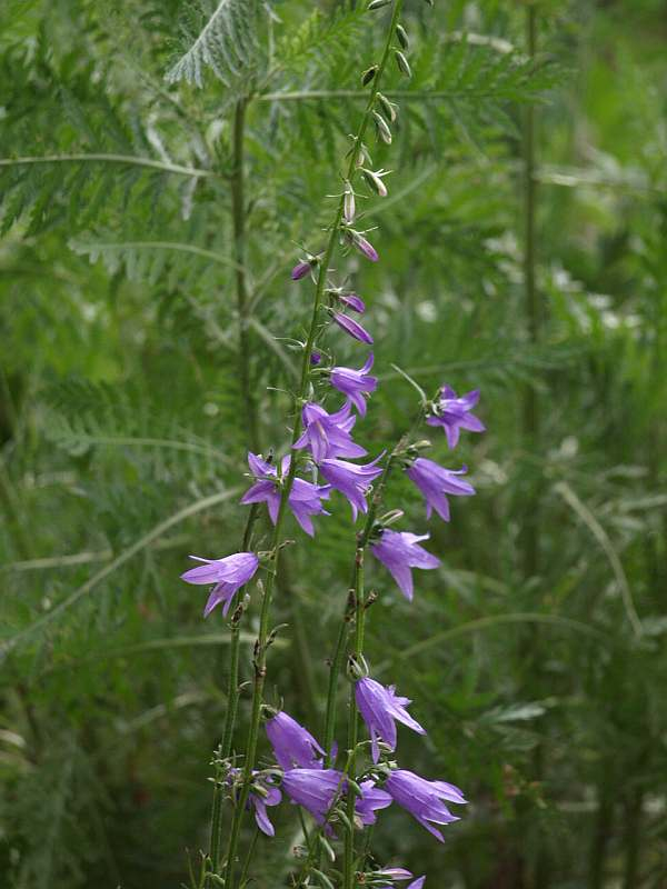 P6020189