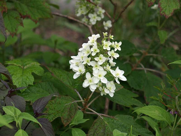 P6020205