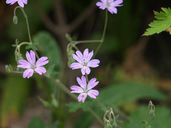 P6030243