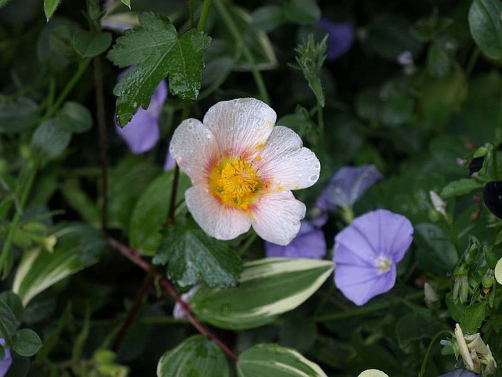 P5137334