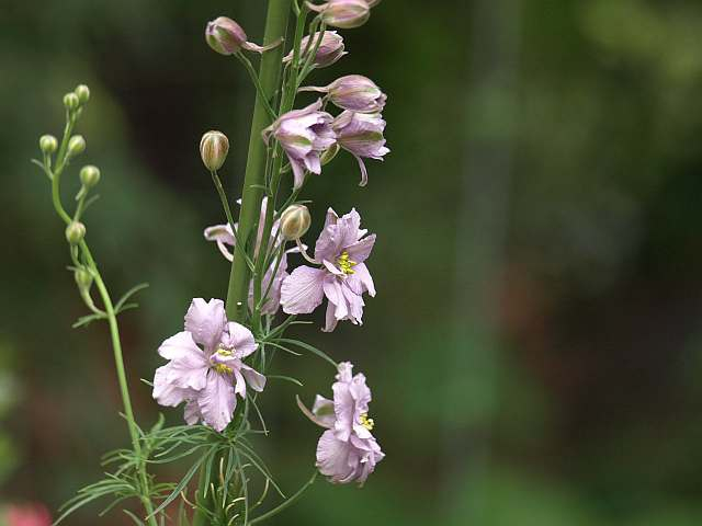 P5218563
