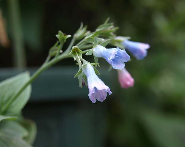 P5228642
