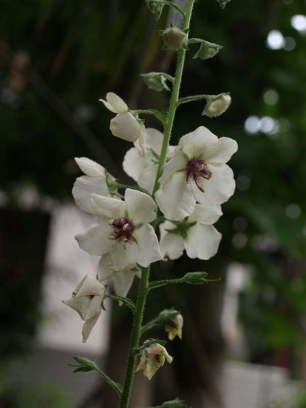 P6050481