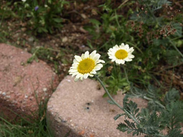 P6060501