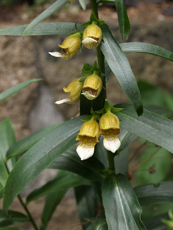 P6060504