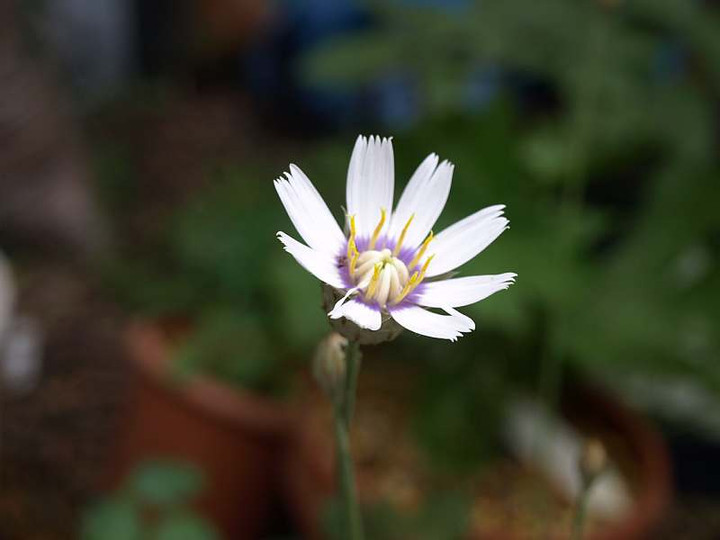 P6050474