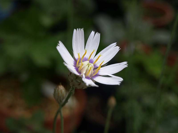 P6050477