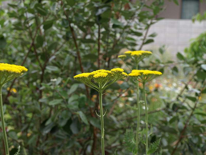 P6050482