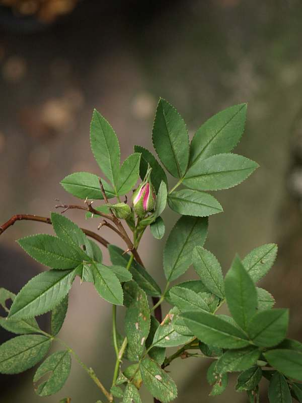 P6131157