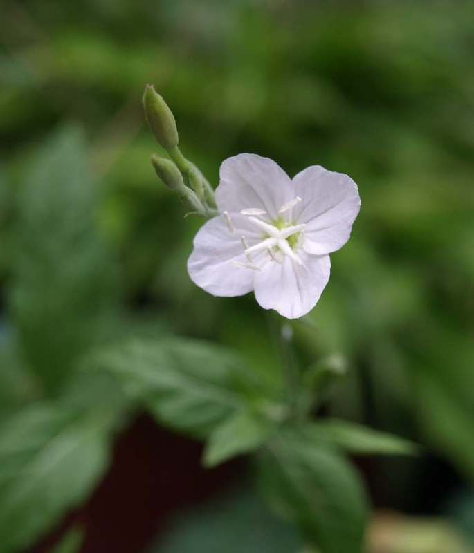 P6212043