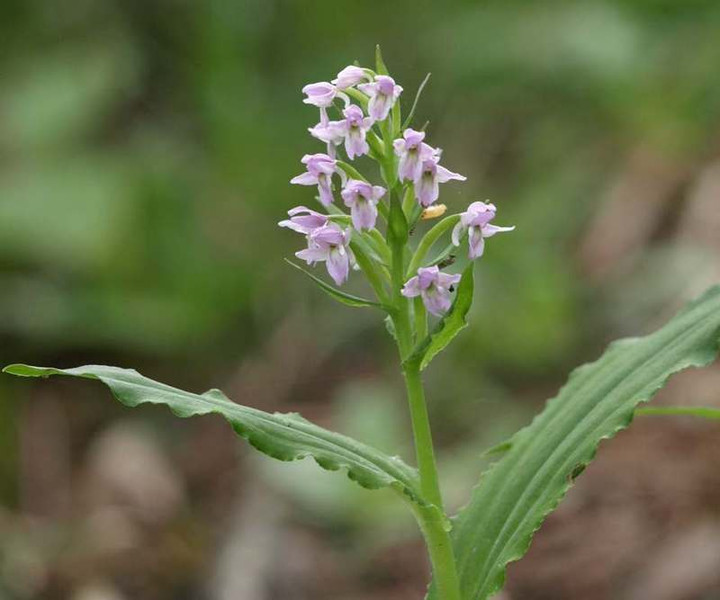 P6171823nobinetidori