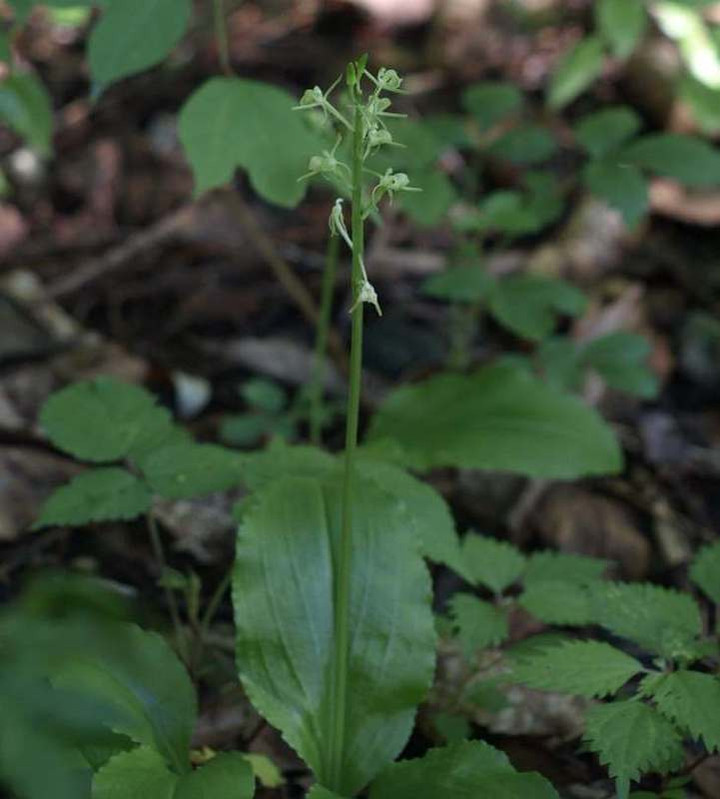 山好き 花好き 6月に見たランの仲間