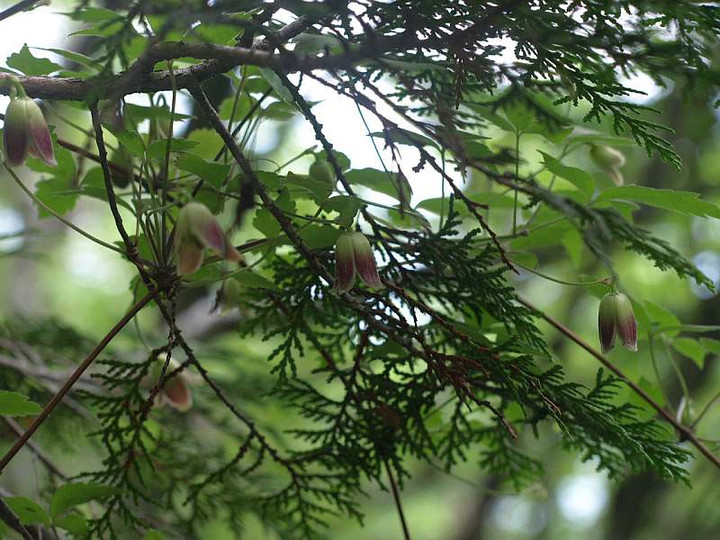 P6252882hannsyouduru_takusann