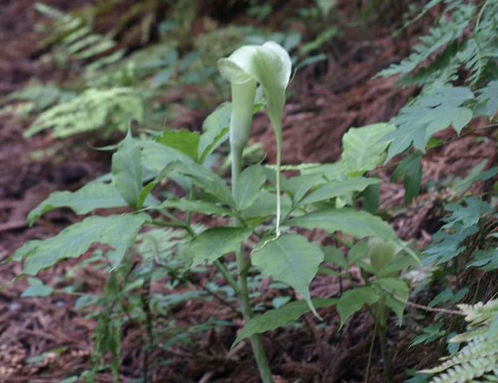 P6252902aotennnannsyou