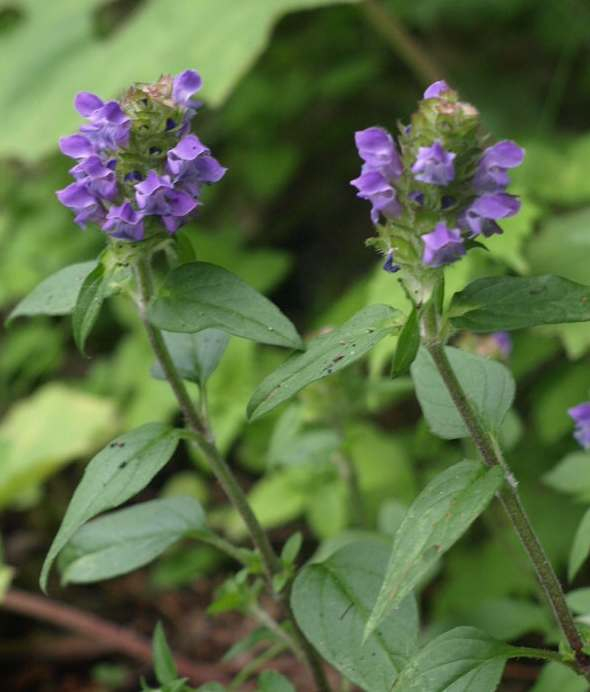 P6252913utubogusa_tate