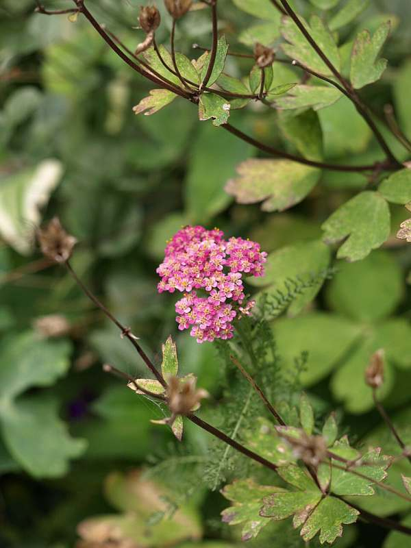 P6272930