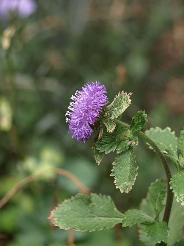 P6272931