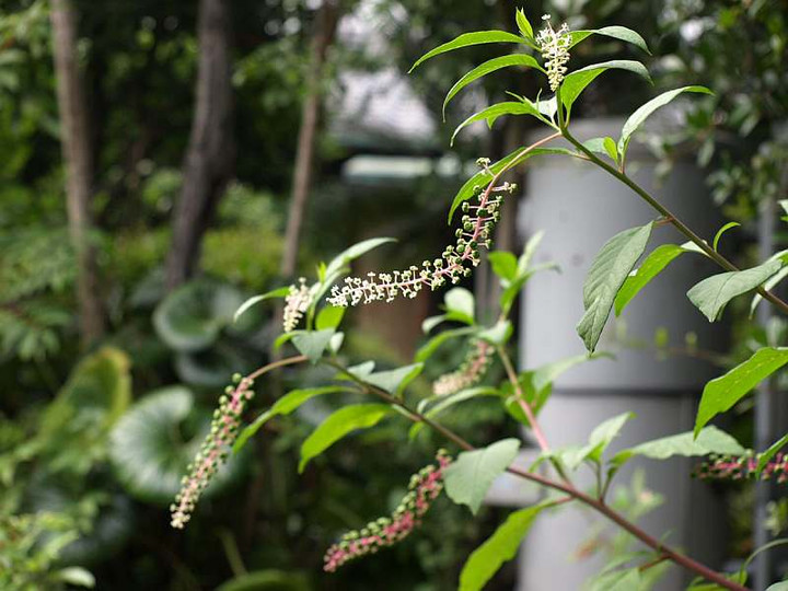 P6272944