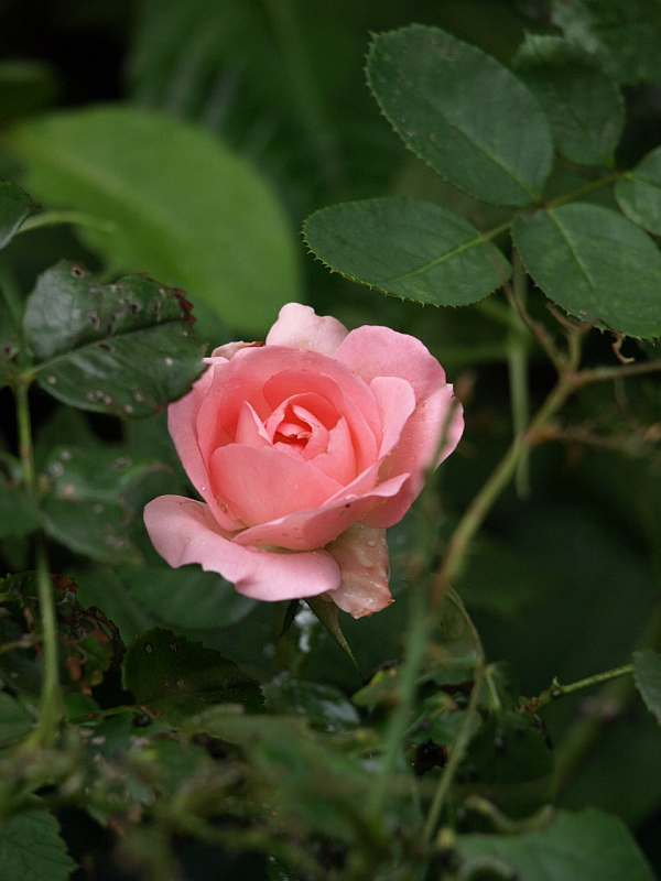 P6303033