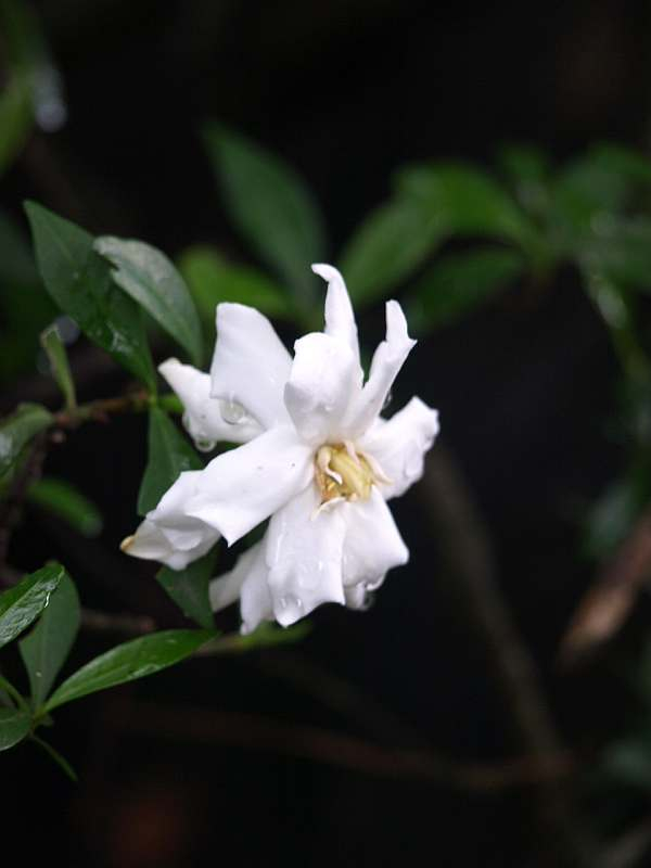 P6303091
