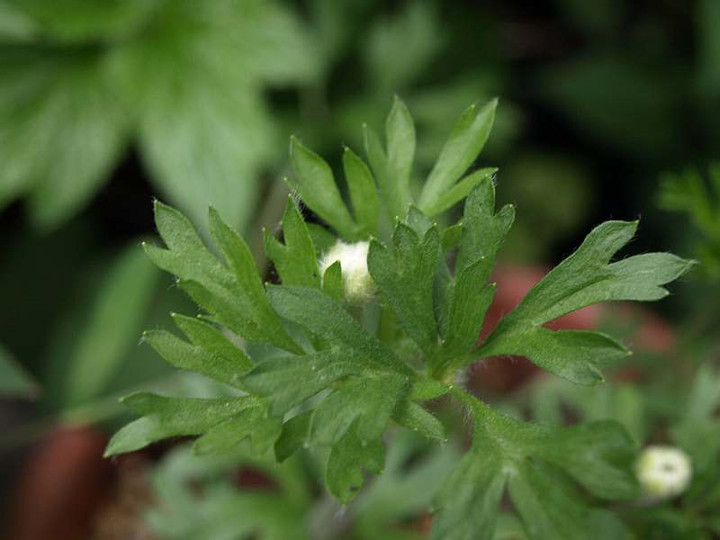 P7053390