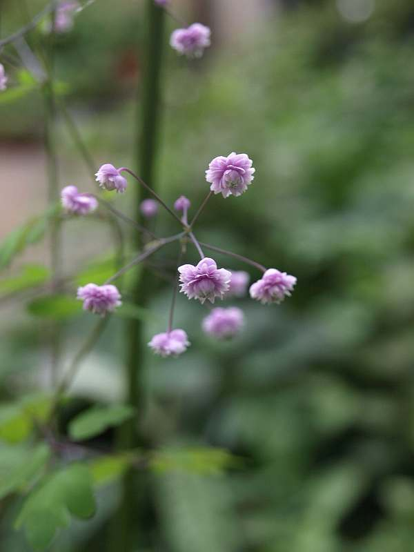 P7093733