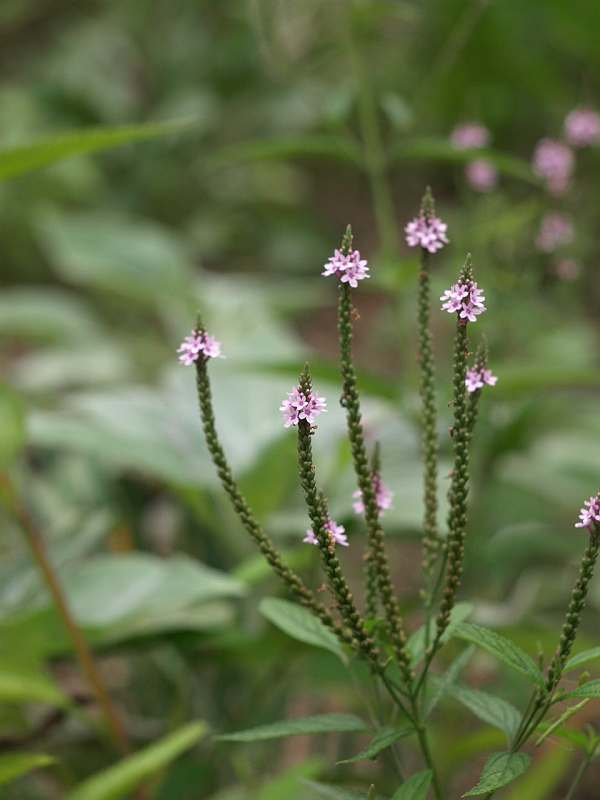 P7063451