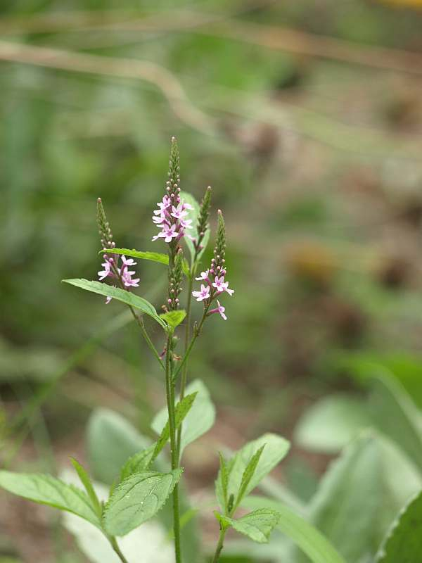 P7063452