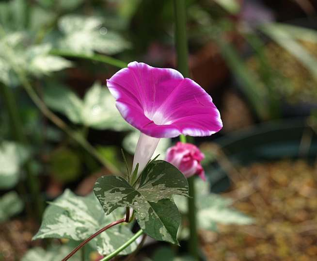 P7113758