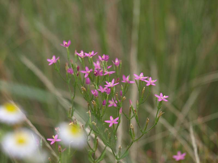 P7083680hanahamasennburi_bi
