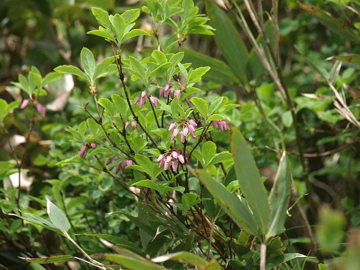 P7175571usugiyouraku