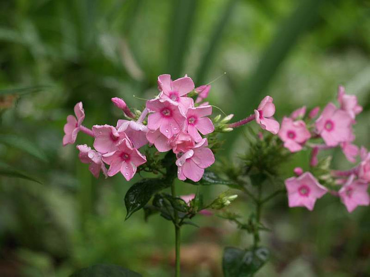 P7255885