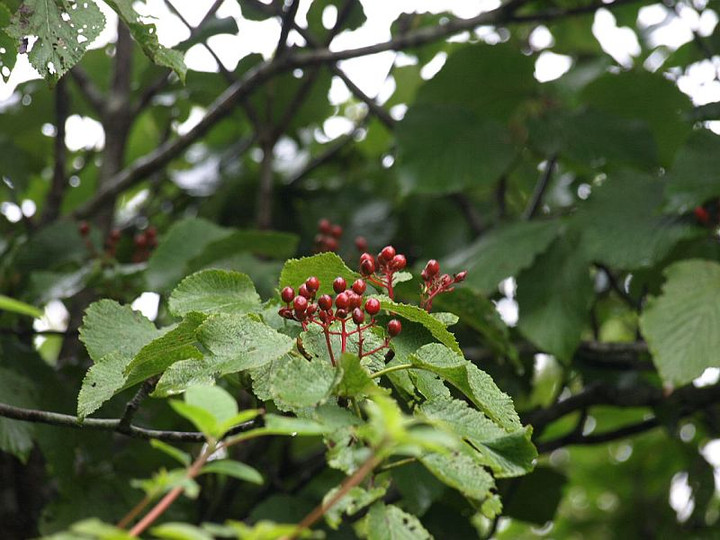 P8167292isidutimizuki