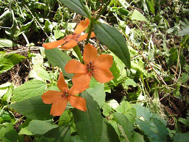 山好き、花好き : ヤマホトトギス