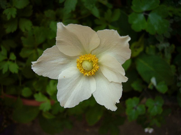 P1010812