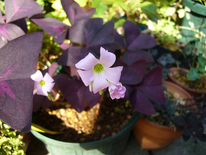 P1020048