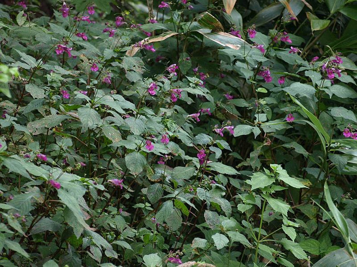 P9068072turihunesou_gunsei