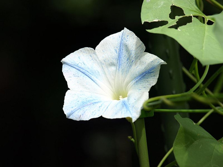 P9118647huraiinngusosa