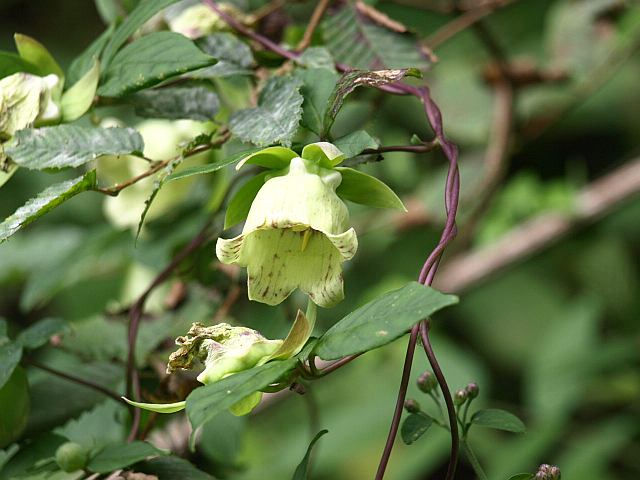 P9128818turuninnjinn_bi