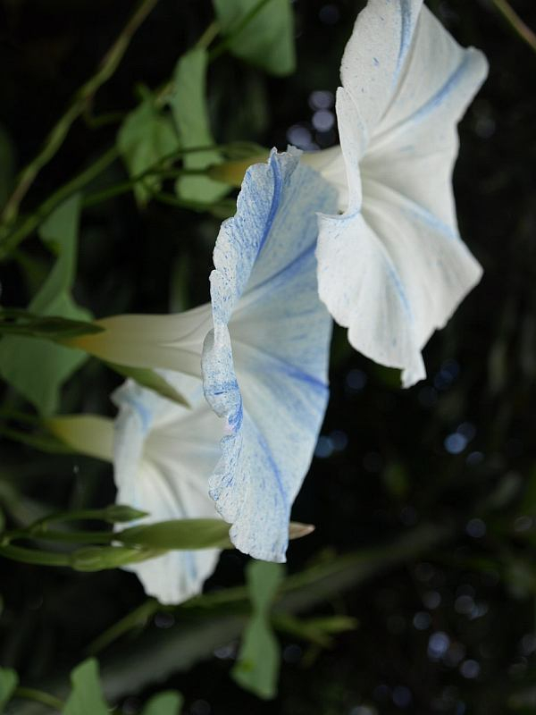 P9230452