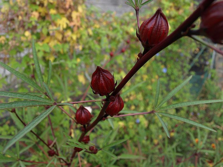 P9230467