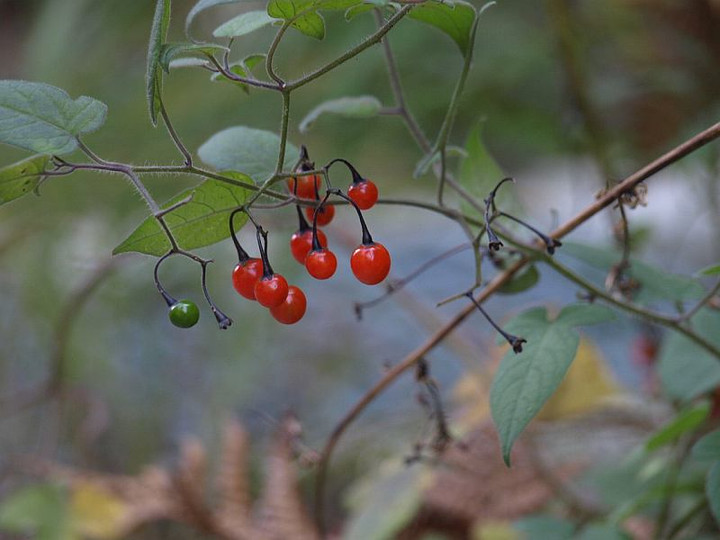 山好き、花好き : 10月下旬に見た花、その３、ナツハゼの実など