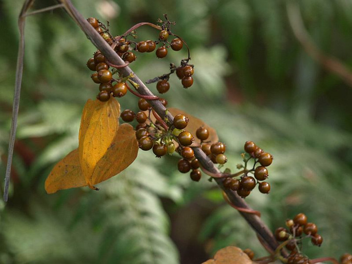 山好き、花好き : 10月下旬に見た花、その３、ナツハゼの実など