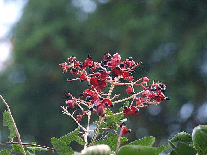 山好き、花好き : 10月下旬に見た花、その３、ナツハゼの実など