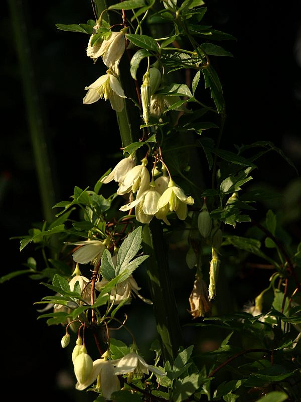 Pb089247